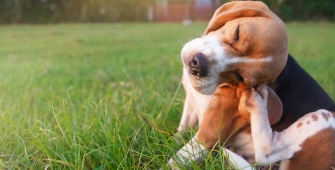 Chien se grattant à cause de tiques