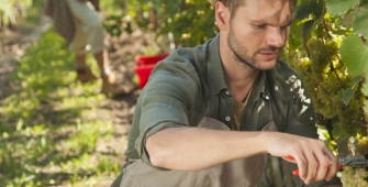 un agriculteur taille sa vigne