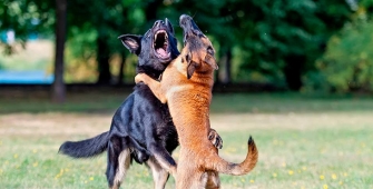 Actu_PART_Animaux_bagarre_chien_1920x480.jpg