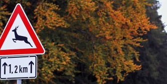 Actu_colision_animal_sauvage_1920X480 (002).jpg