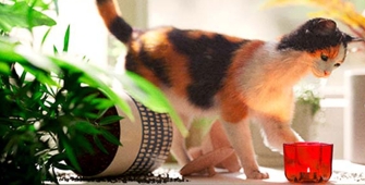 Article-responsabilite-civile-chat-1920-480.jpg  Alternative text