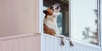 Un chien qui aboie