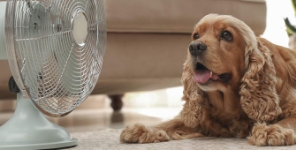 Un chien devant un ventilateur