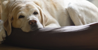 Un chien dans son panier