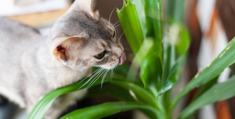 Un chat qui renifle une plante