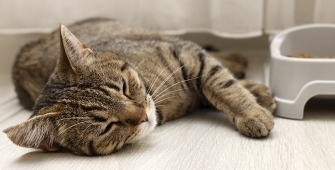 Un chat allongé 