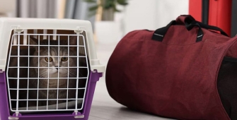 Un chat dans sa cage de transport