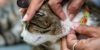 une femme qui enlève un tique sur un chat