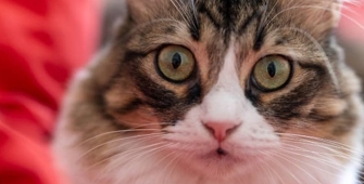 Un chat 