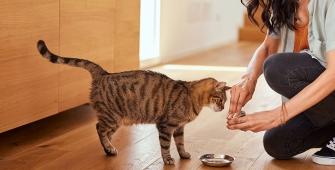 Une femme qui donne à manger à son chat