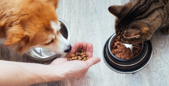 Une chien et un chat qui mangent 