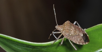 Actu_punaises_diaboliques_1920X480.jpg