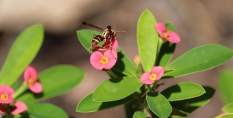 nid-de-guepes-1170x480.jpg