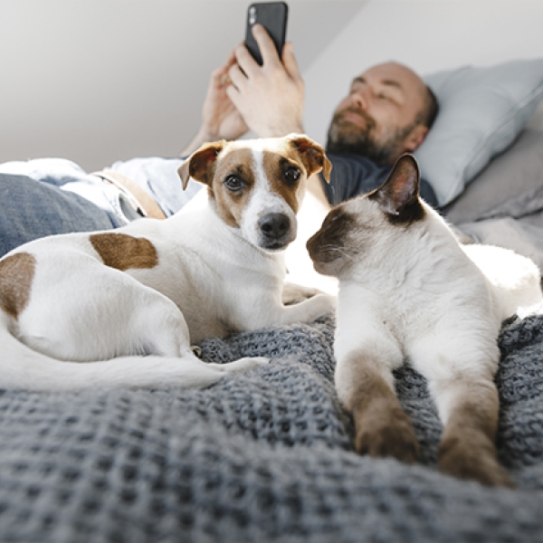 un chien et un chat sur un lit
