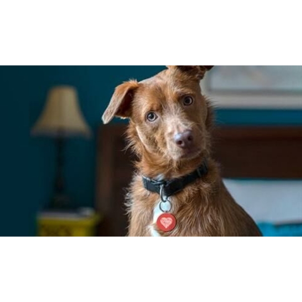 Photo d'un chien de face