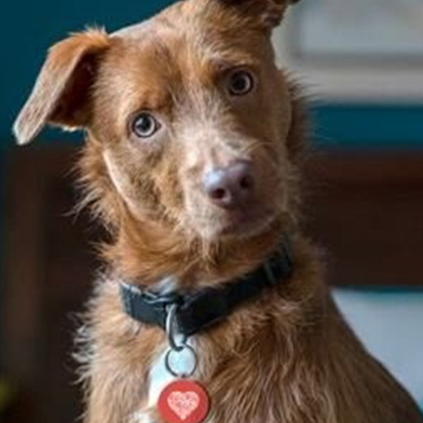 photo d'un chien de face