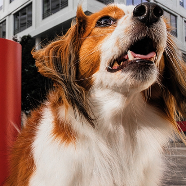 Chien photographié dans un environnment urbain