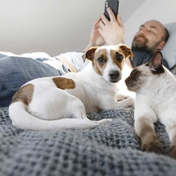 Un chien et un chat sur un lit avec un homme tenant son téléphone