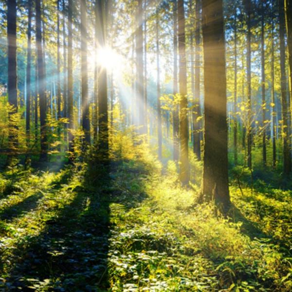 Sous-bois en forêt avec le soleil entre les arbres