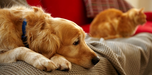Un chien et un chat sur un canapé
