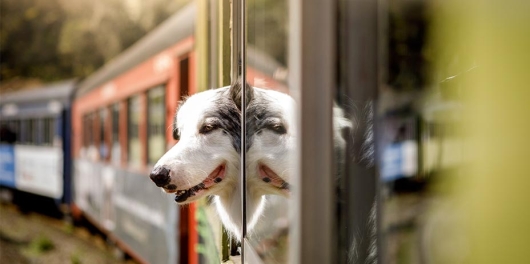 Chien prenant l'air à la portière d'un wagon de train