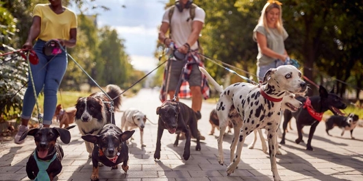 Groupe de promeneuses avec en laisse des chiens de diverses races