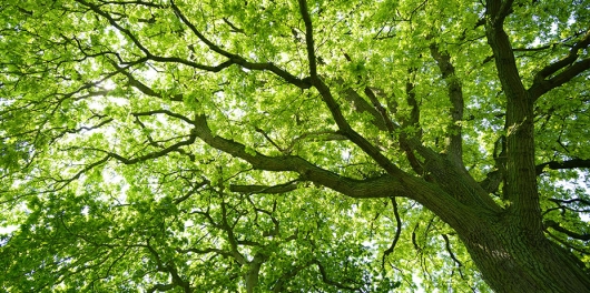 Arbre vu du sol au printemps