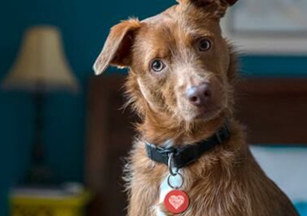 Médaillon qui sauve : les gestes de premiers secours pour son chien