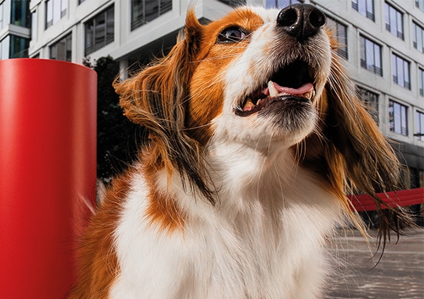 Photo d'un chien en milieu urbain