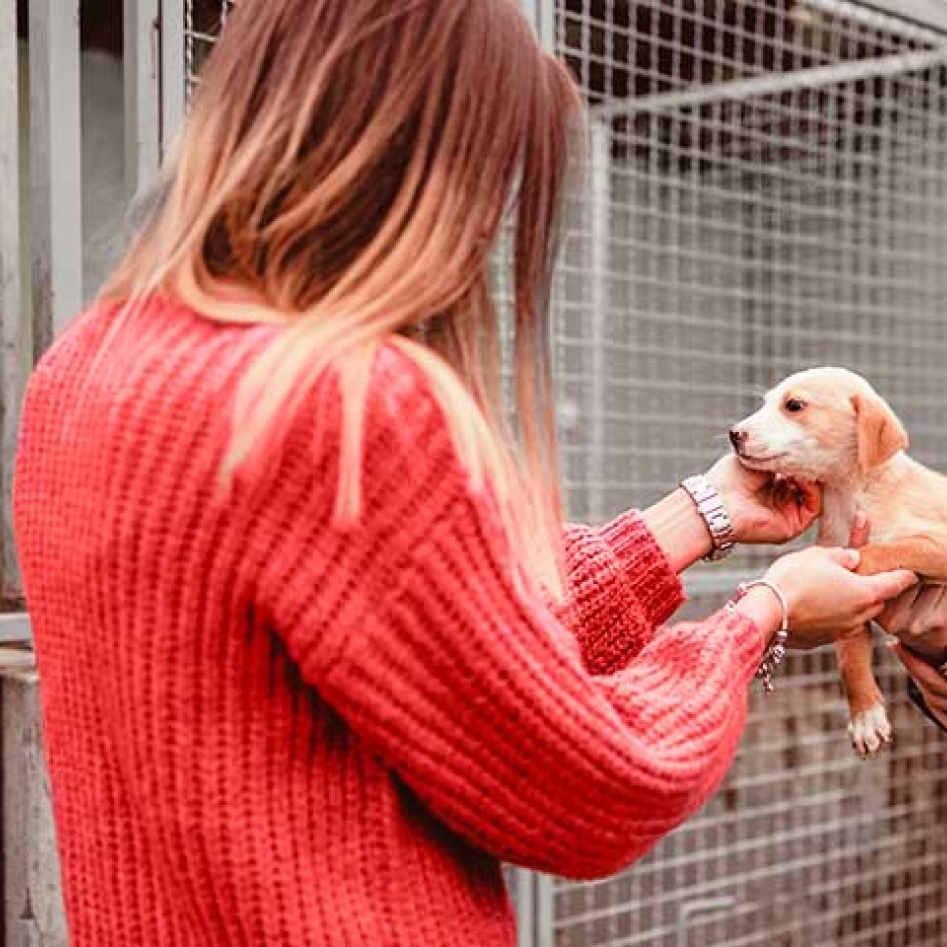 Article - assurance chien et chat - adoption animal refuge