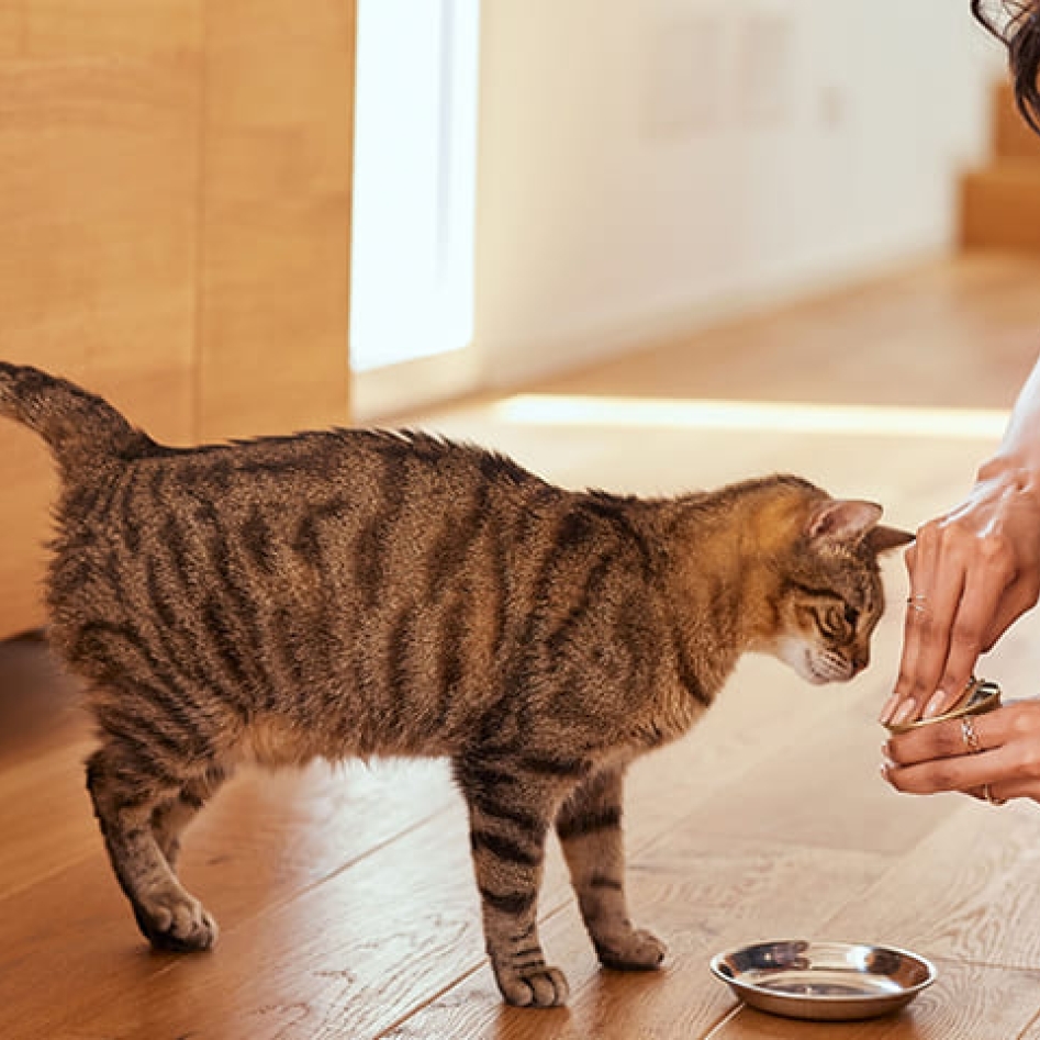 Article - assurance chien et chat - alimentation chat